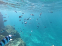 DCIM100GOPROGOPR0852.JPG