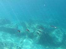 DCIM100GOPROGOPR0872.JPG