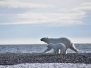 Svalbard 2018